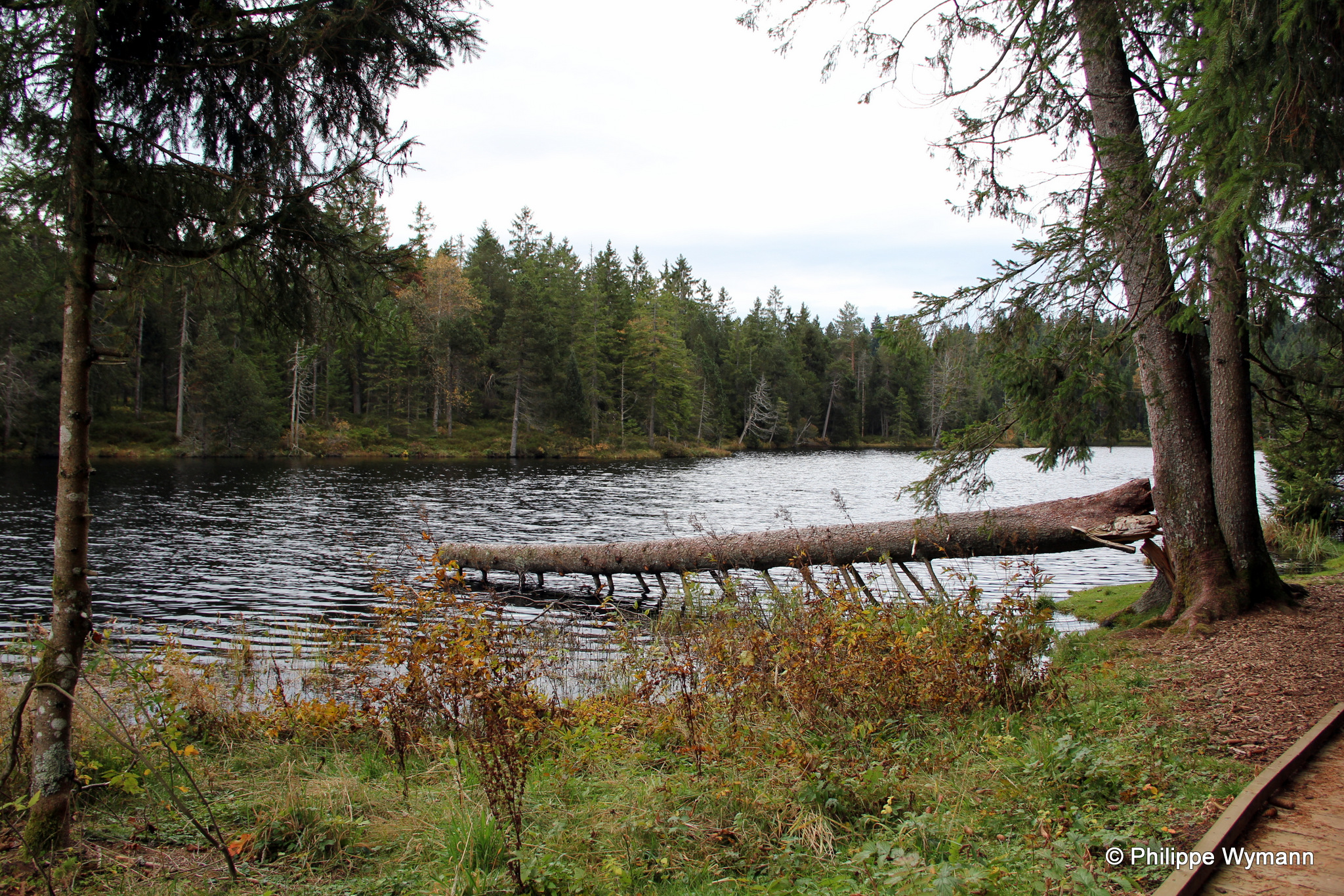 Etang de la Gruère, Saignelégier